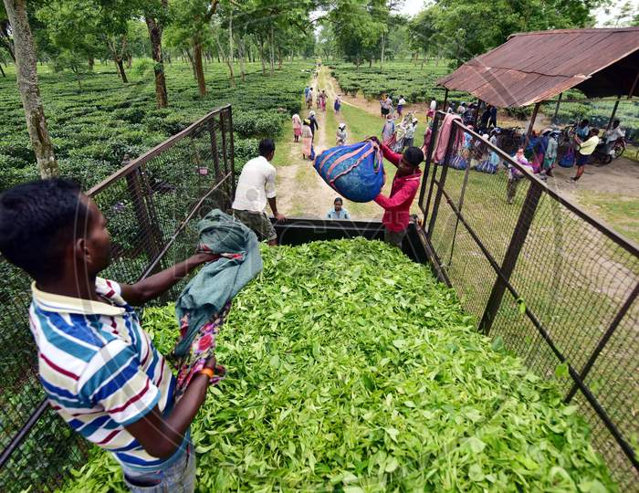 Farmers Load Tea Leaves  On A  Vehicle After Weighing them At A Tea Estate In Nagaon District Of Assam On August 8,2020
