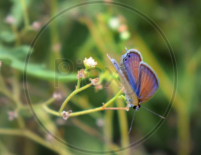 Beautiful butterfly sitting on the weed flower