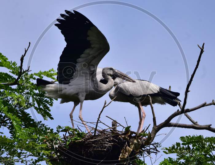 Asian Openbill Storks Perch On A Tree Branch  In Nagaon District Of Assam on August 10,2020.