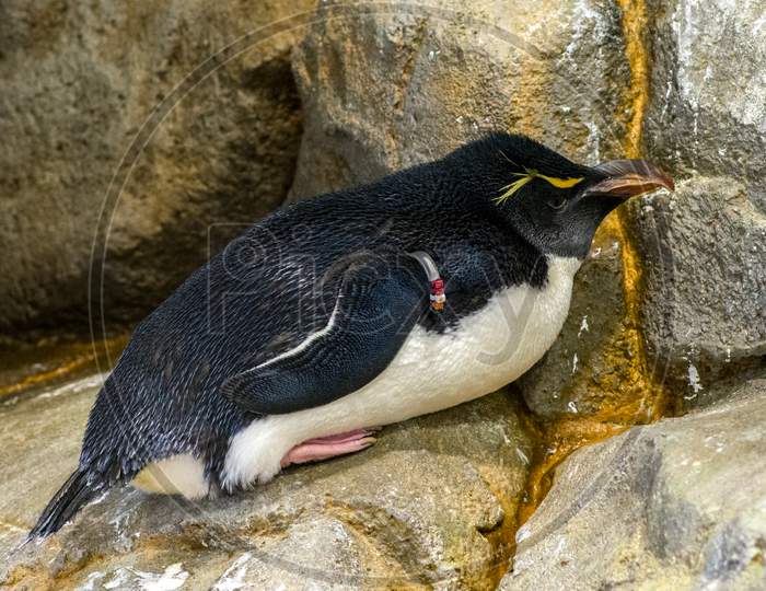 King Penguin (Aptenodytes Patagonicus) In Osaka Aquarium Kaiyukan, Osaka, Japan
