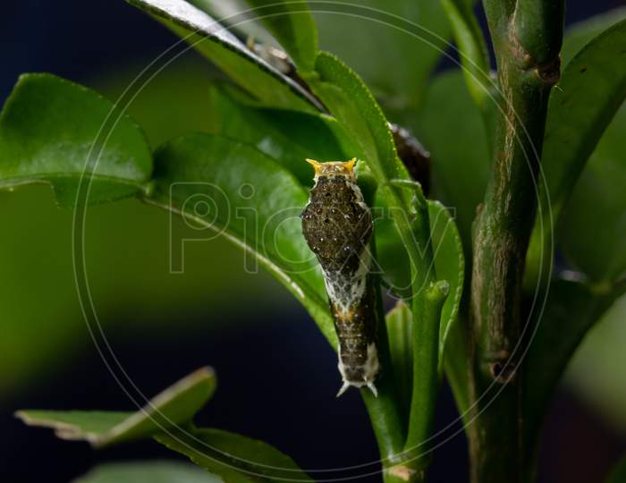 Caterpillar Citrus