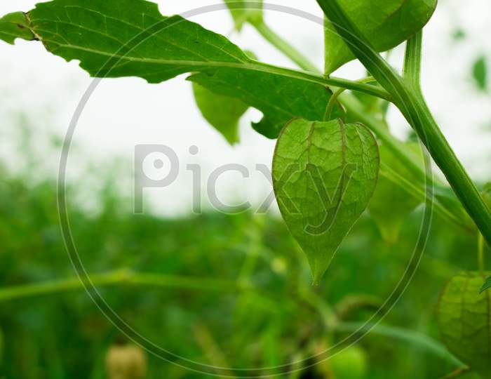 Physalis Peruviana, Cape Gooseberry On The Tree In Organic Farms. Nutrition Information About Rasbhari, Cape Gooseberries, Or Golden Berries, Golden Berry Medicinal Plant.