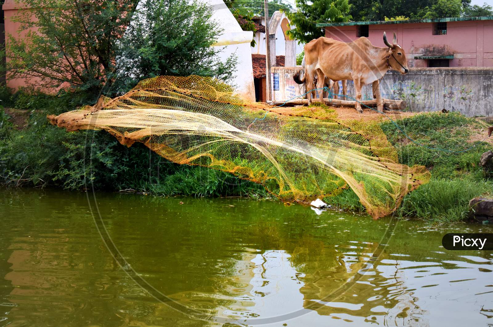 Cast net perfectly thrown into the pond