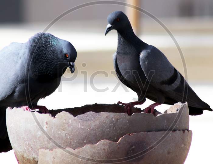 Tow Pigeon Sitting On A Pot And Beak For Drinking Water