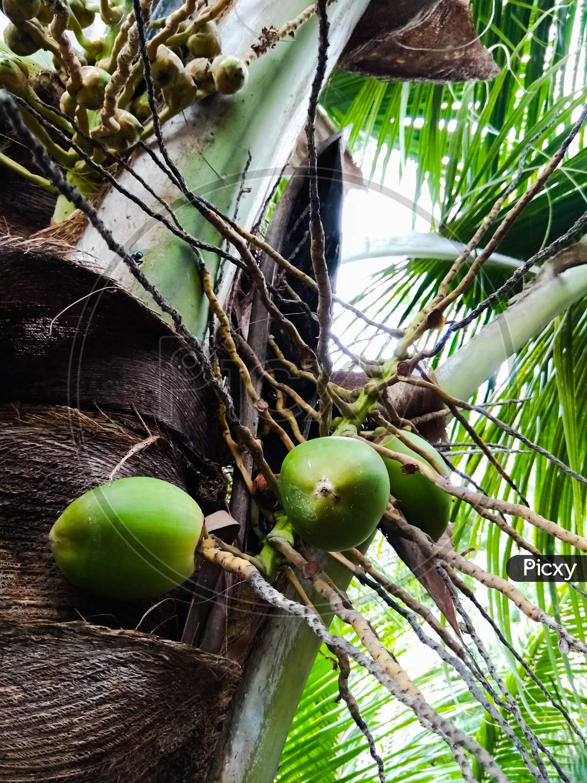 coconuts on a coconut tree