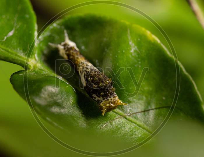 Caterpillar Citrus on green lemon leaf