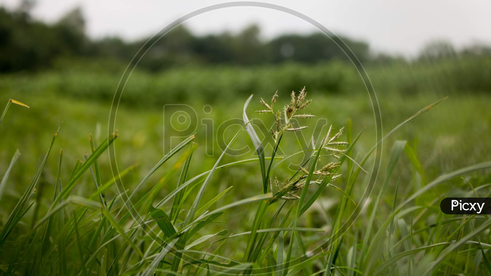 Natural Grass On The Agriculture Field.