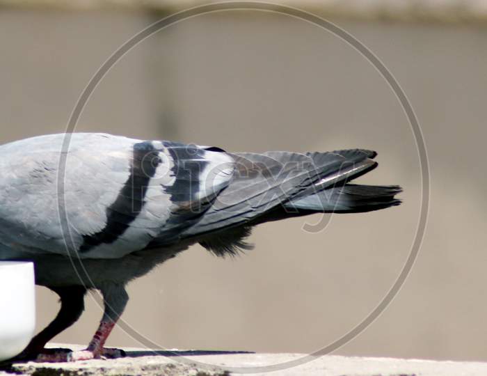 Thirsty Gray Indian Pigeon Near A Pot Drinking Water