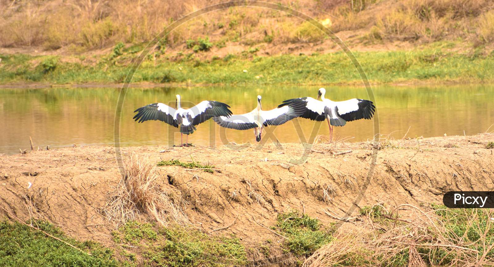 Siberian crane (Grus leucogeranus) spreading their wings