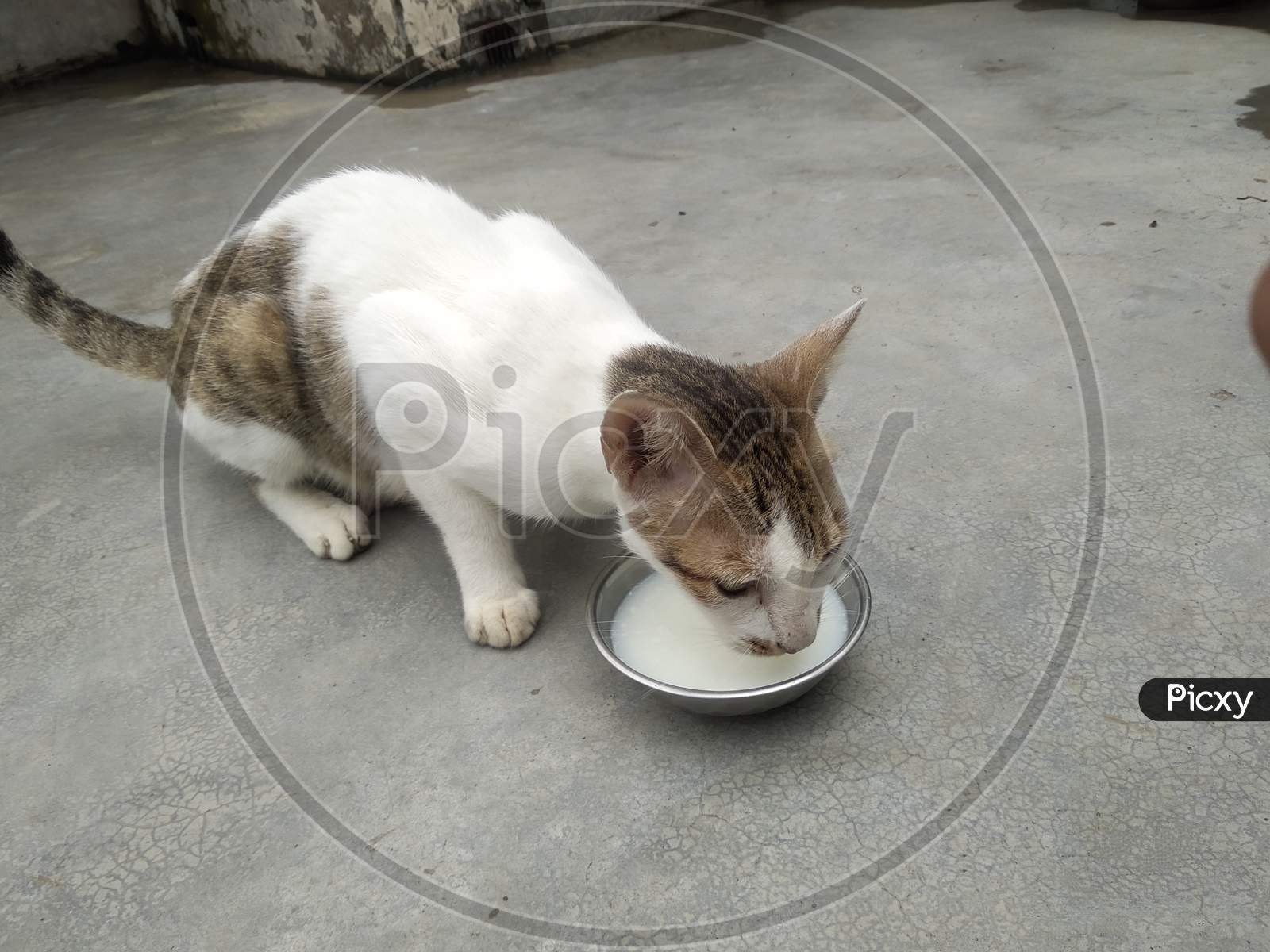 Cat drinking milk from a bowl