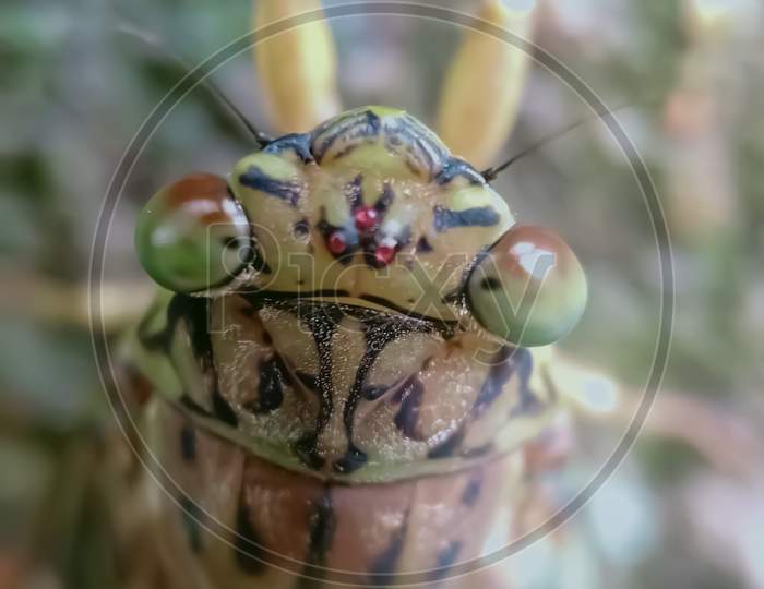 Cicada Bug. Cicada Insect ,Selective Focus Of Cicada Eyes And Background Blur