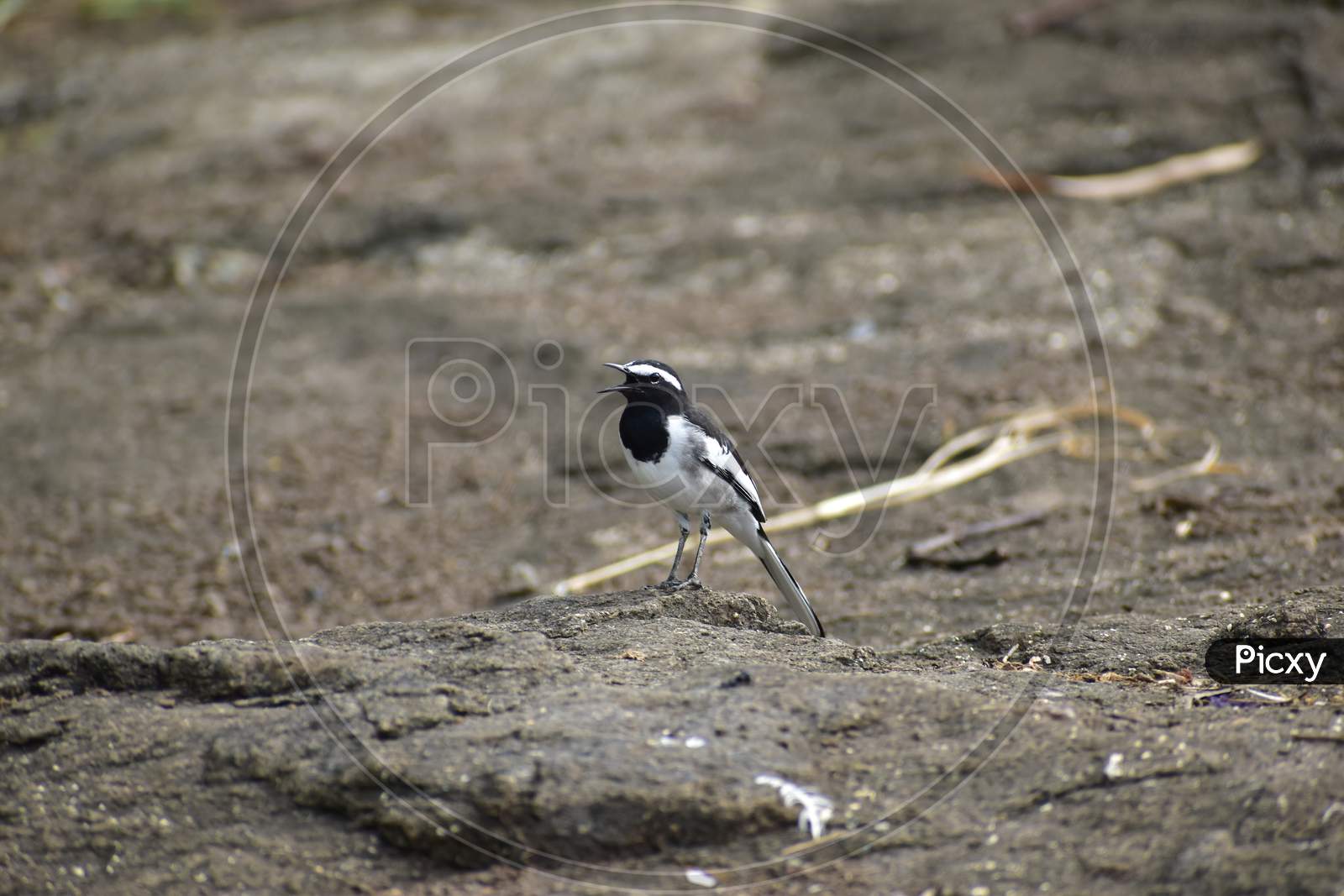 Image of White-browed wagtail