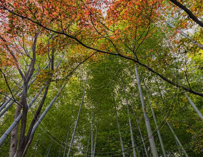 Arashiyama Bamboo Forest In Kyoto