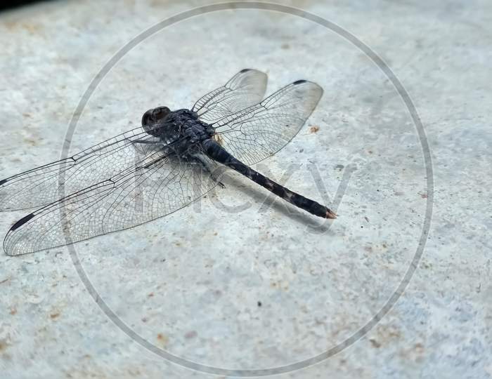 Dragonfly closeup photo.