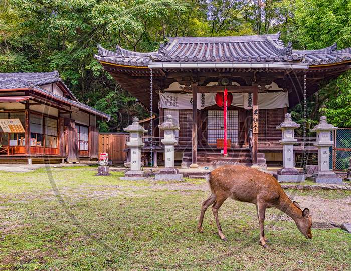 Deer Grazing Grass In Front Of The Old Buddhist Temple In Nara, Japan