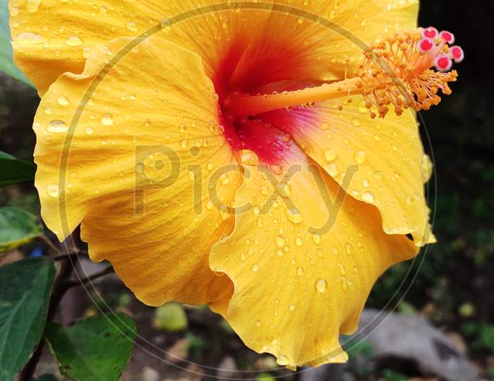 Yellow Hibiscus Flower with Raindrops