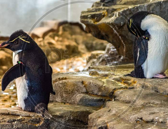 King Penguins (Aptenodytes Patagonicus) In Osaka Aquarium Kaiyukan, Osaka, Japan