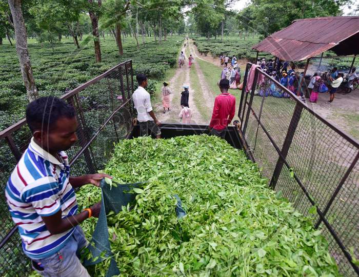 Farmers Load Tea Leaves  On A  Vehicle After Weighing them At A Tea Estate In Nagaon District Of Assam On August 8,2020