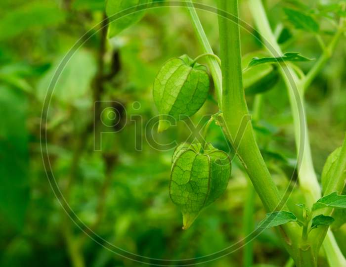 Physalis Peruviana, Cape Gooseberry On The Tree In Organic Farms. Nutrition Information About Rasbhari, Cape Gooseberries, Or Golden Berries, Golden Berry Medicinal Plant.