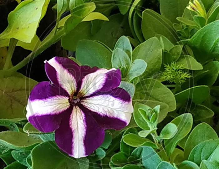 purple flowering plant