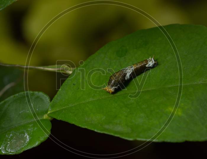 Caterpillar Citrus