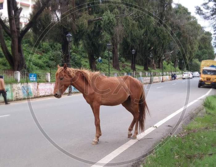 Horse on the road