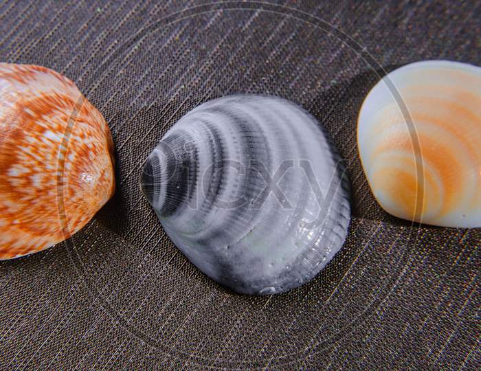 Sea Shell From The Sea