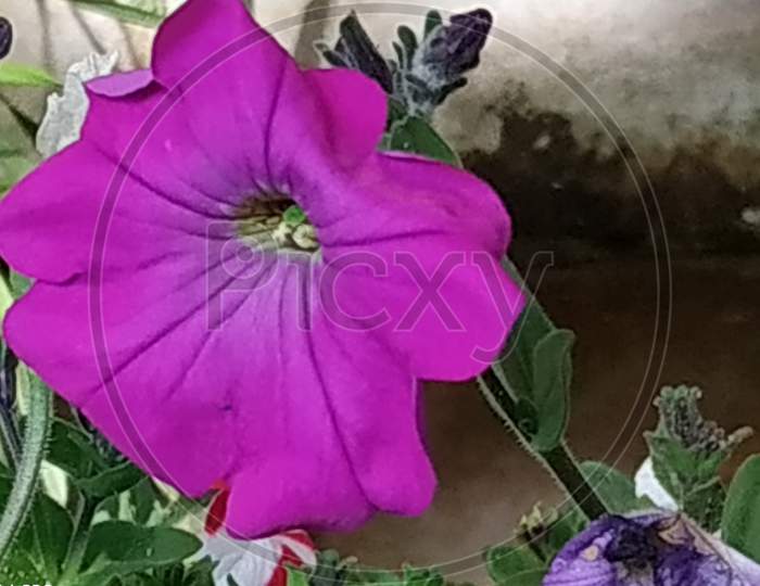 purple flowering plant