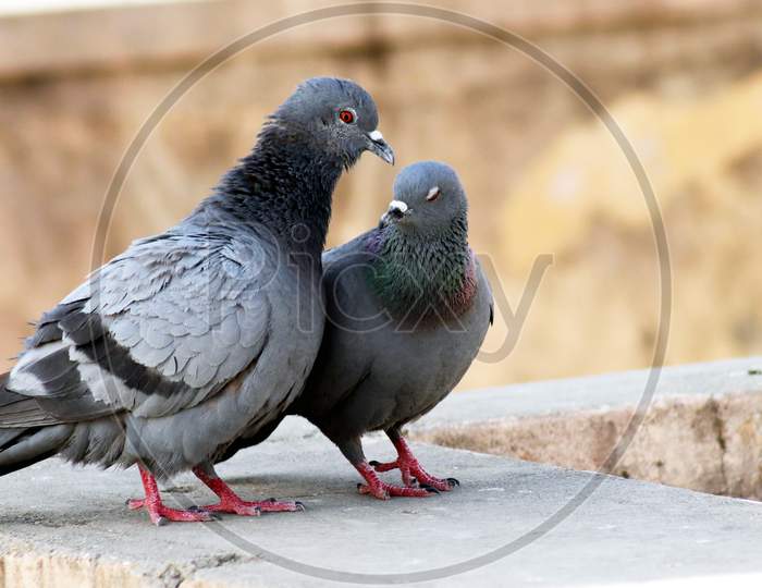 Pigeon Couple Siting On Wall And Kissing Breeding With Blur Background