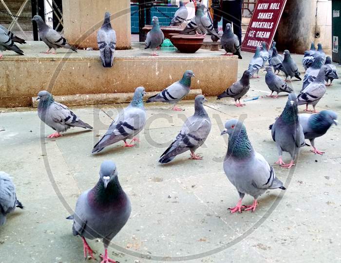 Group Of Pigeons Eating Food On Street At Amritsar