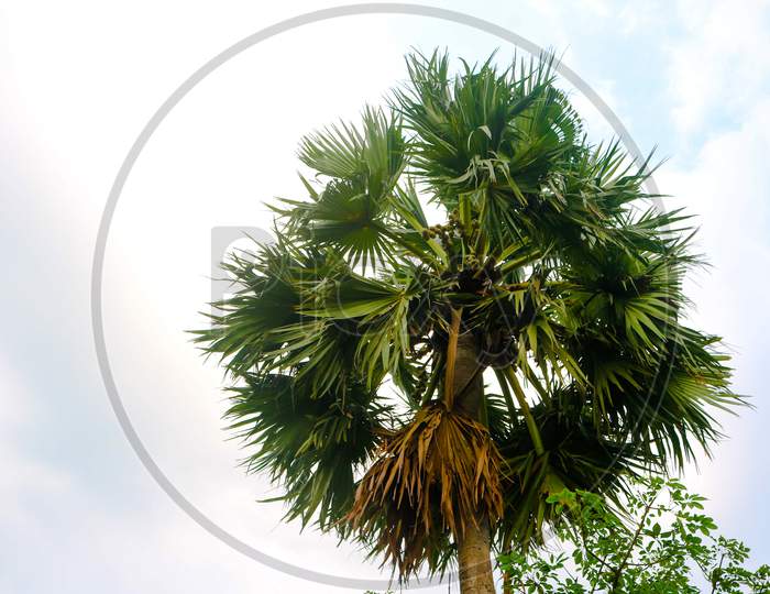 Tal Gach. English Name: Palmyra-Palm, Brab Tree. Habitat :Borassus Flabellifer.