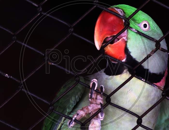 Green Parrot Bird Behind The Cage