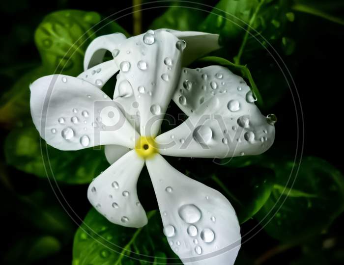 A White Madagascar Periwinkle (Nayantara) Flower.