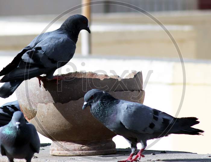 Thirsty Pigeons Group Sitting On Pot For Drinking Water