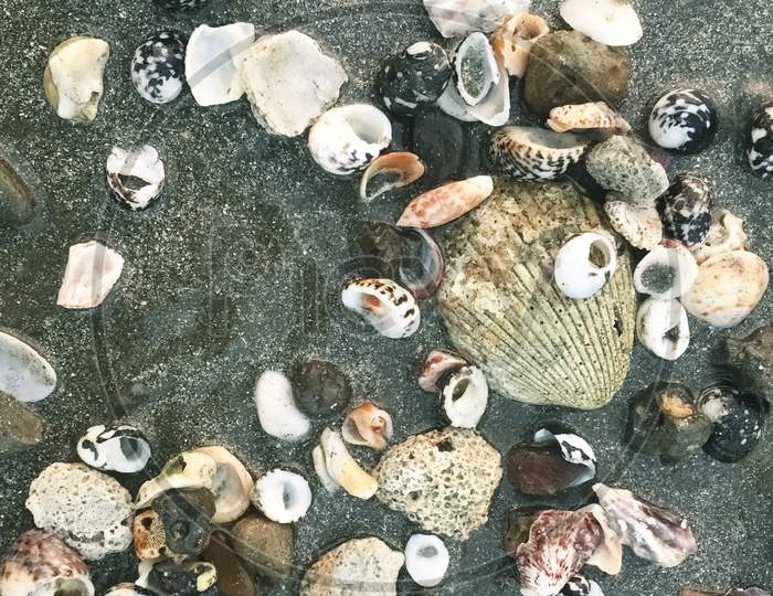 White And Colorful Sea Shells On Beach With Grey Sand.Clams On Beach Sand