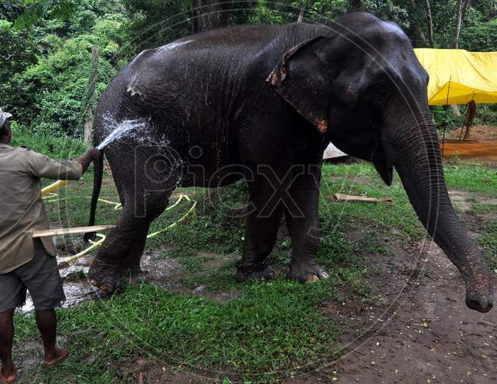 A Zookeeper Sprinkles Water On An Elephant As Mercury Rises In The City, At Assam State Zoo In Guwahati, Monday, Aug. 10, 2020.