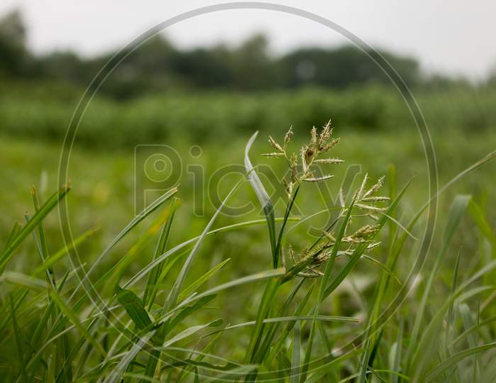Natural Grass On The Agriculture Field.