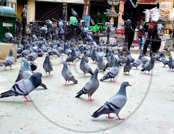 Group Of Pigeons Eating Food On Street At Amritsar
