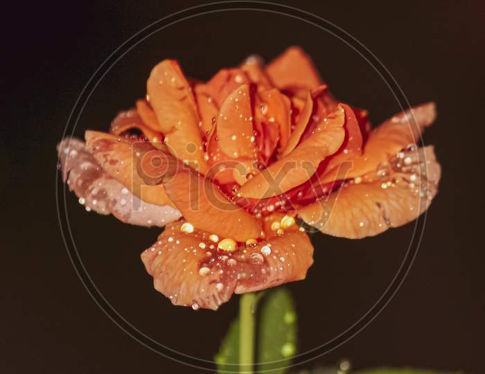 orange flower with water drops