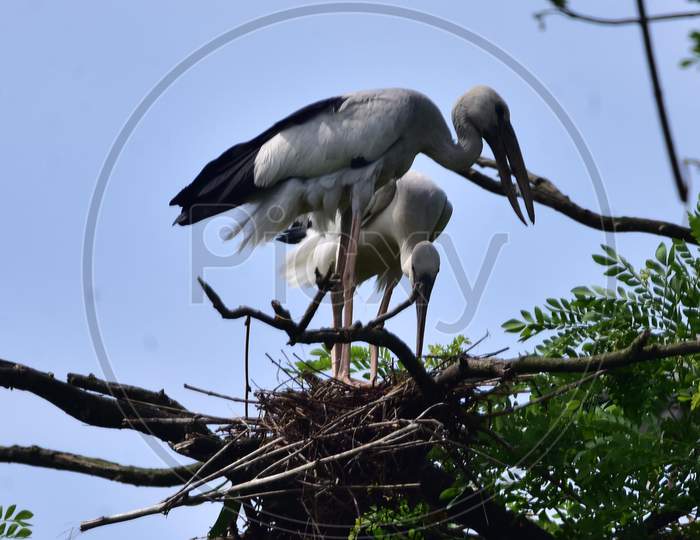 A Pair Of Openbill Storks Sitting On The Branches Of A Tree In Nagaon District Of Assam on August 10,2020.