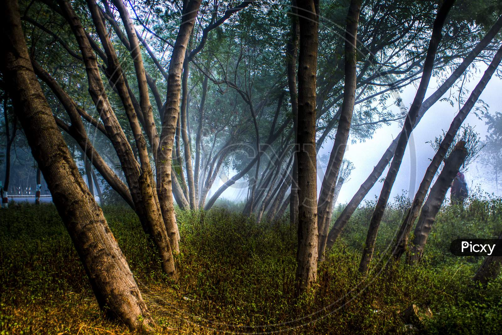 Gloomy Misty Forest Tree Nature 1