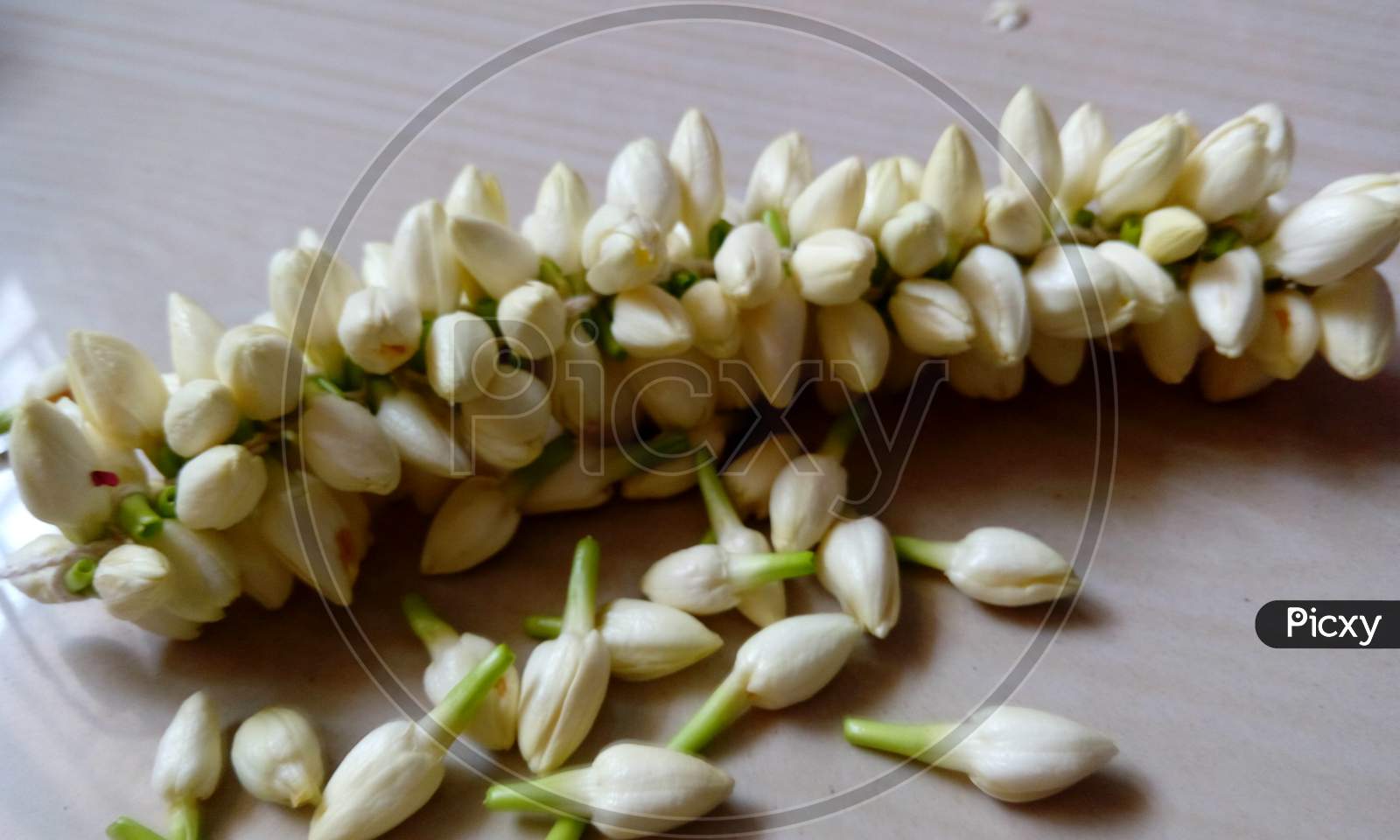 Image Of Jasmine Garland With Some Loose Jasmine Flowers Lying On The Floor And Binding By Human Hands Kx737950 Picxy