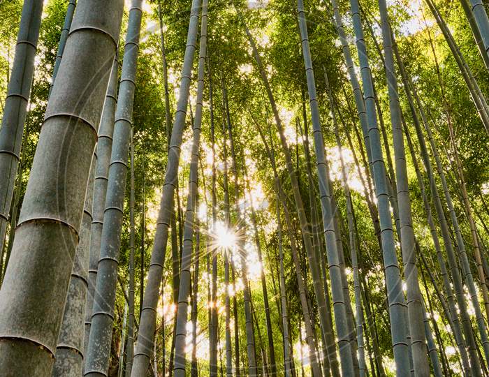 Arashiyama Bamboo Forest In Kyoto