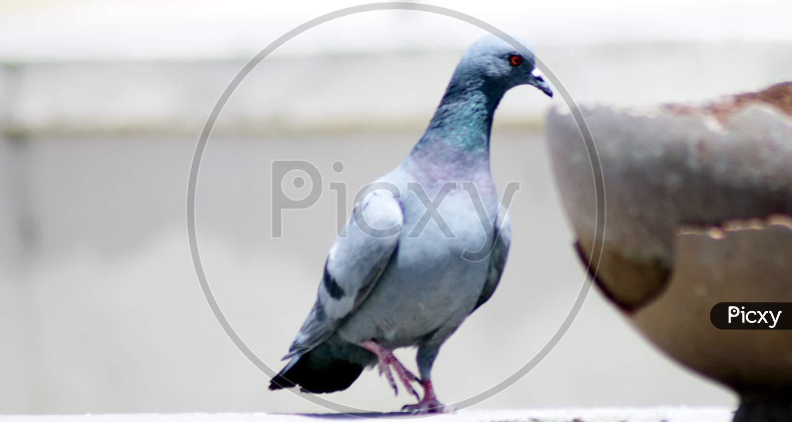 Portrait Of Grey Pigeon Peek In Pot For Drink Water