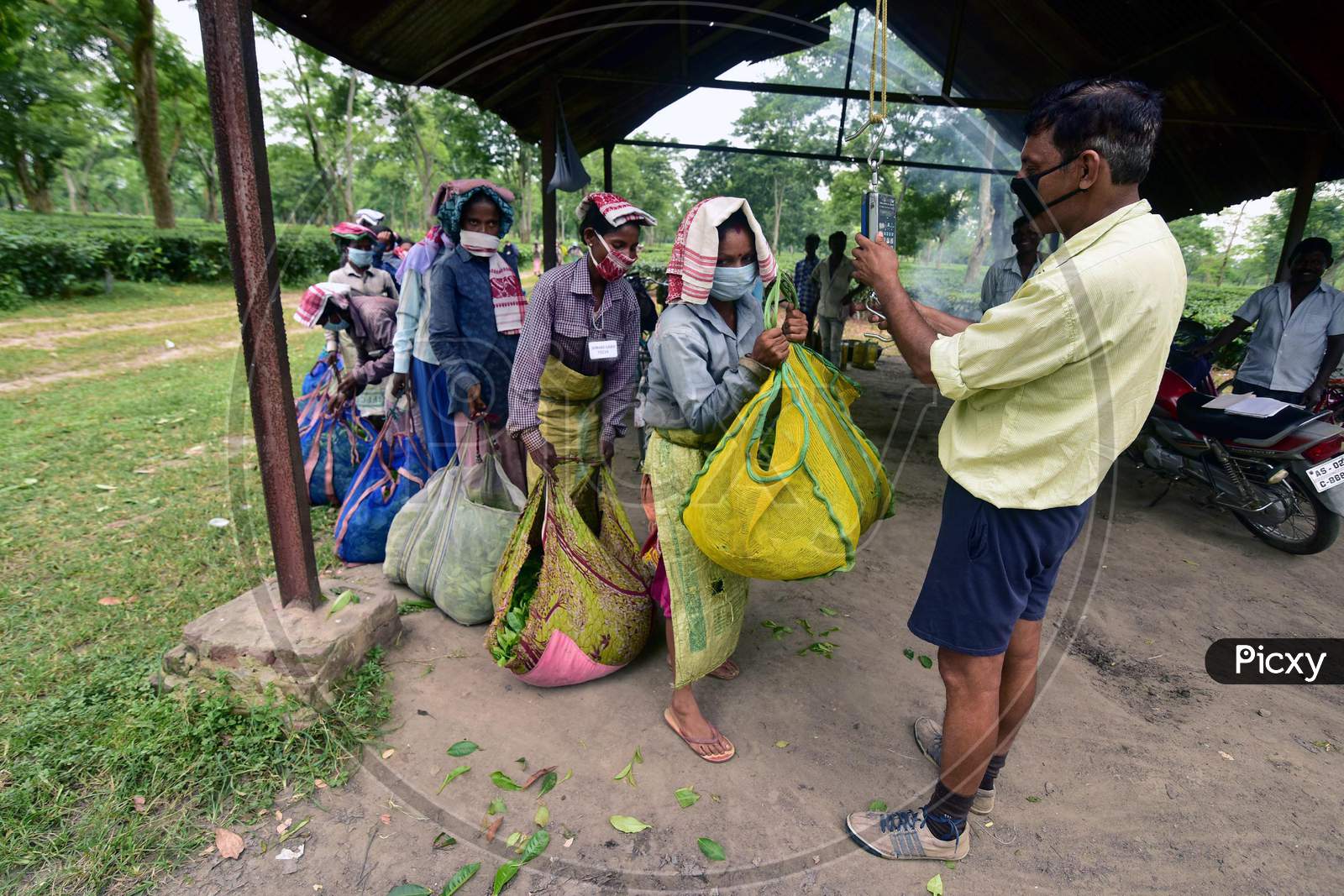 Farmers Stand In A Queue To Weigh Tea Leaves At A Tea Estate In Nagaon District Of Assam On August 8,2020.