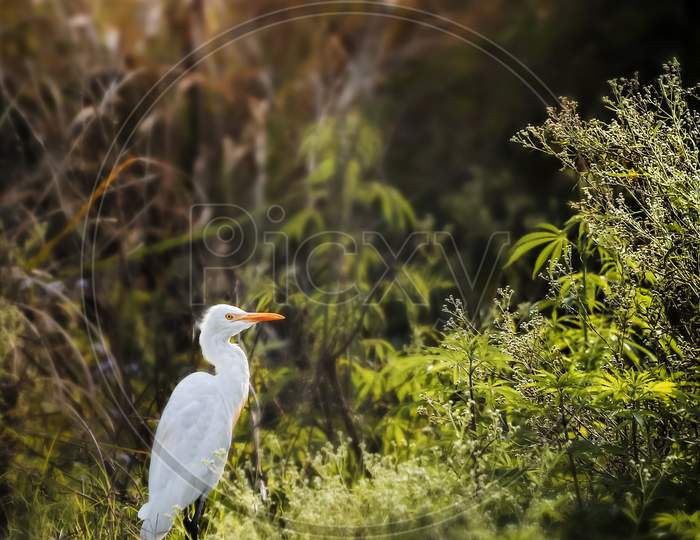 cattle egret bird
