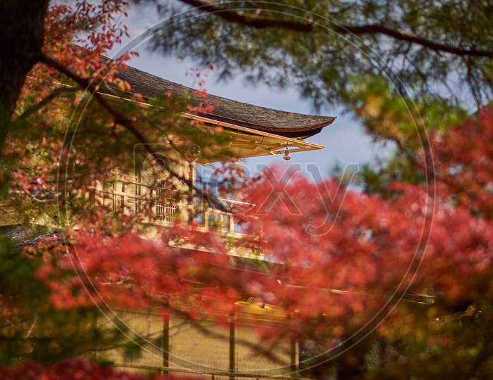 Autumn Foliage In Garden Surrounding Kinkakuji Golden Pavillion In Kyoto, Japan
