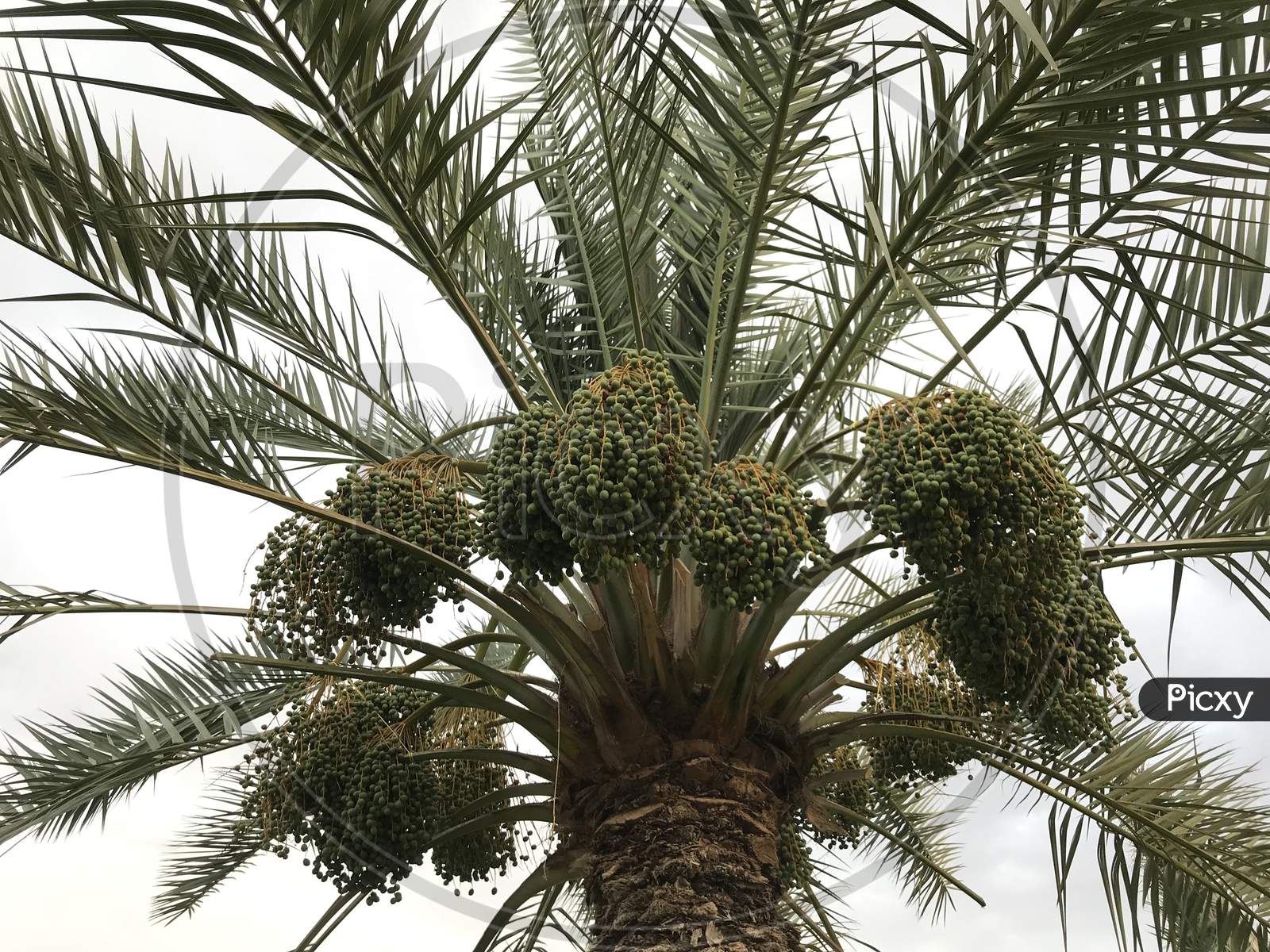 Palm Tree Dates With Its Branches Became Big In Summer Season Before The Stage Of Fruit In Farms