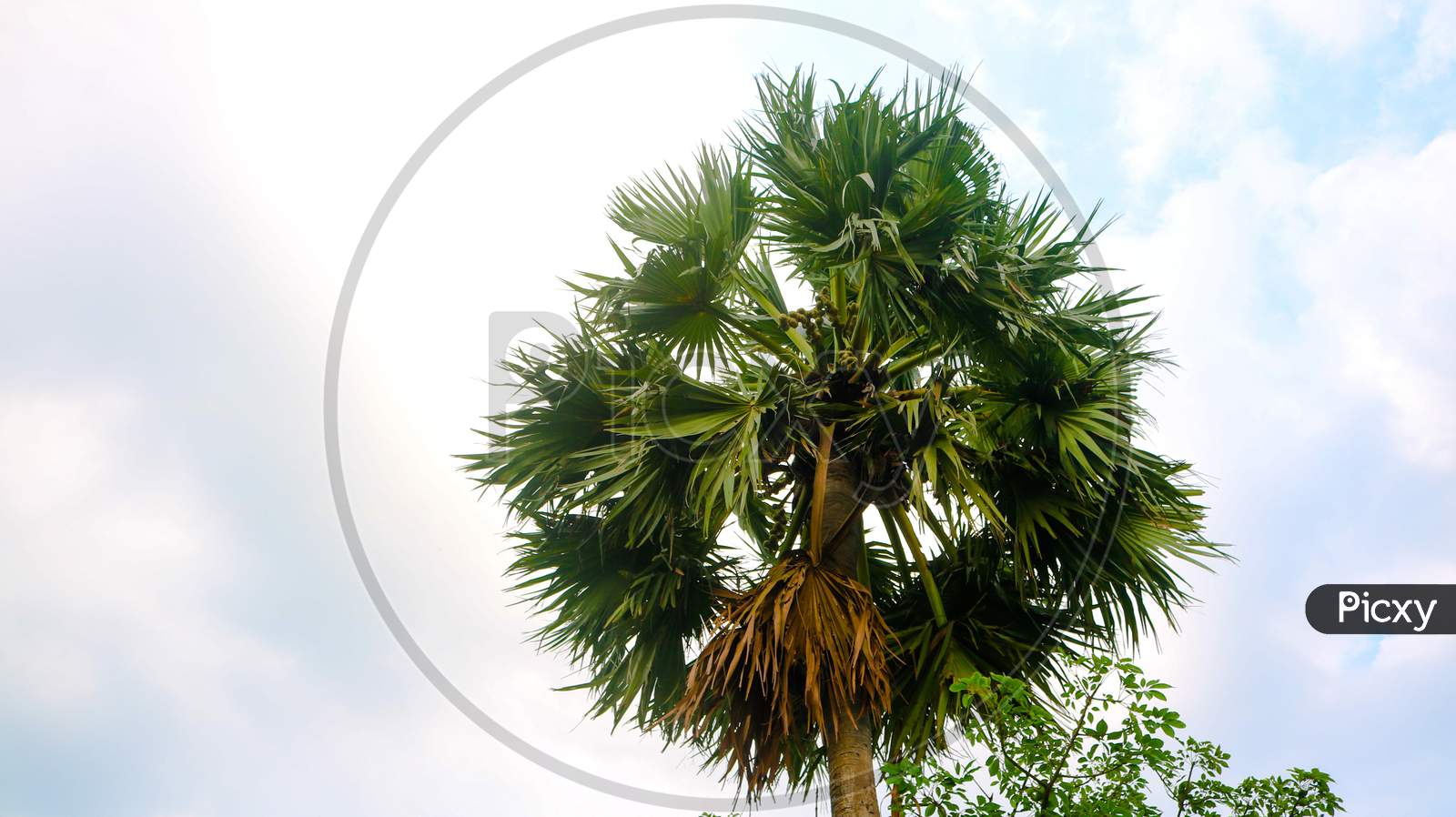 Tal Gach. English Name: Palmyra-Palm, Brab Tree. Habitat :Borassus Flabellifer.