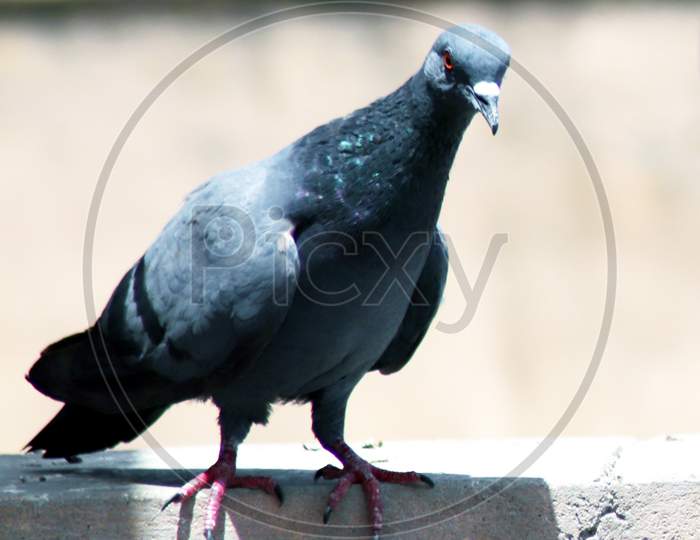 Portrait Of Pigeon Sitting On Wall Peeking With Blur Background